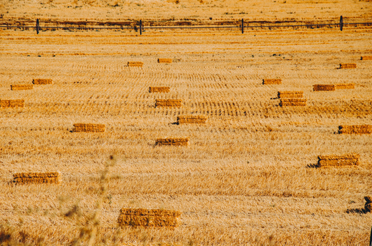 Why do we Hit the Hay and Dream in Zzz's?