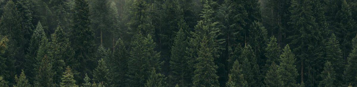 Forest full of trees